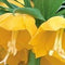 3 stuks - JUB - Fritillaria imp. Lutea 1 bollen
