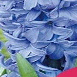 3 stuks - JUB - Hyacint Aqua 4 bollen