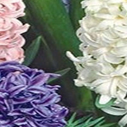 3 stuks - JUB - Hyacint mix 4 bollen