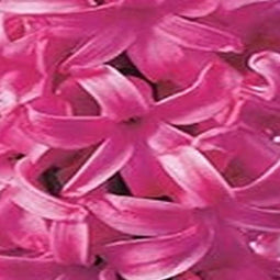 3 stuks - JUB - Hyacint Pink Pearl 4 bollen