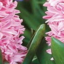 3 stuks - JUB - Hyacint Pink Surprise 4 bollen