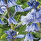 3 stuks - JUB - Hyacinthoides hisp. blauw 8 bollen
