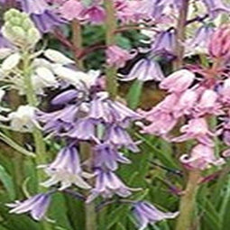 3 stuks - JUB - Hyacinthoides hisp. mix 8 bollen