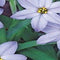 3 stuks - JUB - Ipheion un. Wisley Blue 15 bollen