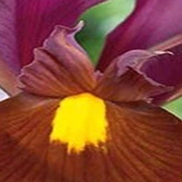 3 stuks - JUB - Iris hollandica Red Ember 8 bollen