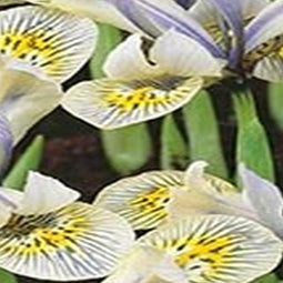 3 stuks - JUB - Iris Katharine Hodgkin 8 bollen