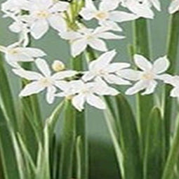 3 stuks - JUB - Narcissus Paperwhite 4 bollen
