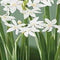 3 stuks - JUB - Narcissus Paperwhite 4 bollen