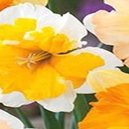 3 stuks - JUB - Narcissus Spleetkronig mix 4 bollen