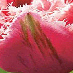 3 stuks - JUB - Tulipa Brest 4 bollen