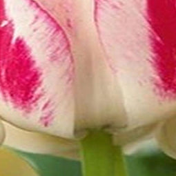 3 stuks - JUB - Tulipa Candy Club 5 bollen