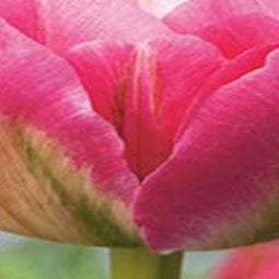 3 stuks - JUB - Tulipa Double Sugar 4 bollen