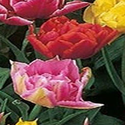 3 stuks - JUB - Tulipa Dubbel Vroeg mix 8 bollen