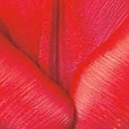 3 stuks - JUB - Tulipa Escape 8 bollen