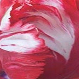 3 stuks - JUB - Tulipa Estella Rijnveld 5 bollen