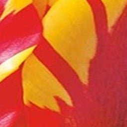 3 stuks - JUB - Tulipa Fire Wings 5 bollen