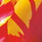 3 stuks - JUB - Tulipa Fire Wings 5 bollen