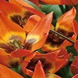 3 stuks - JUB - Tulipa Little Princess 8 bollen