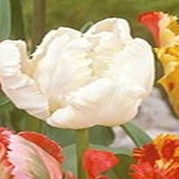 3 stuks - JUB - Tulipa Parkiet mix 5 bollen