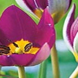 3 stuks - JUB - Tulipa pulch. Persian Pearl 8 bollen