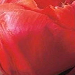 3 stuks - JUB - Tulipa Red Princess 5 bollen