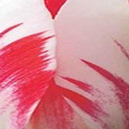 3 stuks - JUB - Tulipa Sorbet 5 bollen