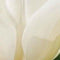 3 stuks - JUB - Tulipa White Triumphator 5 bollen