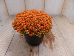 3 stuks! Kamerplant Koraalmos