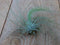 3 stuks! Kamerplant Tillandsia