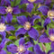 3 stuks Klimplant Clematis So Many Blue Flowers PBR 75 cm