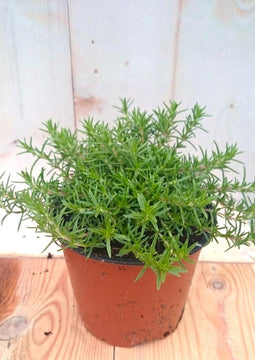 3 stuks! Kruipphlox vlambloem wit