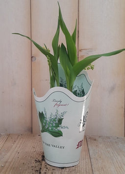 3 stuks! Lelietje-van-dalenWarentuin Natuurlijk