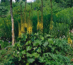 3 stuks Ligularia przewalskii