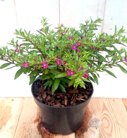 3 stuks! Luciferplant rood