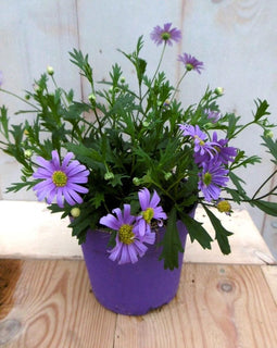 3 stuks! Margrietje eenjarig blauw