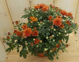 3 stuks! Mini bol chrysant koper