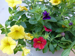 3 stuks! Mini petunia million bells mix kleuren
