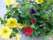 3 stuks! Mini petunia million bells mix kleuren