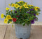 3 stuks! Mini petunia million bells mix kleuren