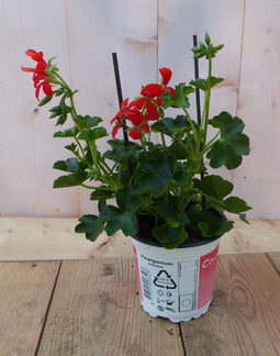 3 stuks! Oostenrijkse geranium hangplant rood