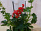3 stuks! Oostenrijkse geranium hangplant rood