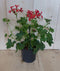 3 stuks! Oostenrijkse geranium hangplant rood