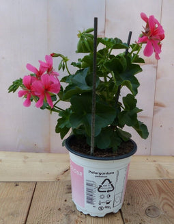 3 stuks! Oostenrijkse geranium hangplant roze