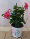 3 stuks! Oostenrijkse geranium hangplant roze
