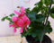 3 stuks! Oostenrijkse geranium hangplant roze