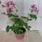 3 stuks! Oostenrijkse geranium hangplant roze
