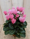 3 stuks! Patio Cyclaam roze/donker-roze