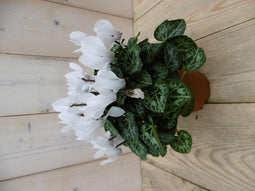 3 stuks! Patio Cyclaam wit