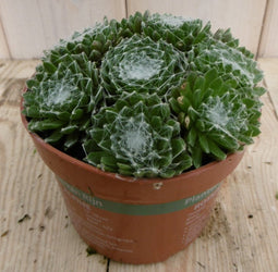 3 stuks! Rotsplant Sedum groen