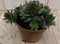 3 stuks! Rotsplant Sedum rood